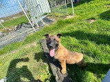 Chiot femelle Malinois à vendre