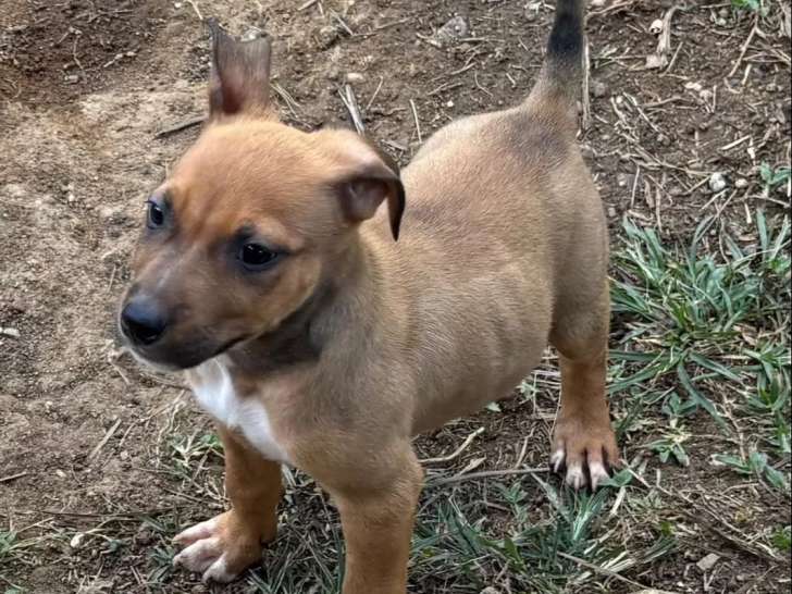 À adopter : chiot mâle de 2 mois