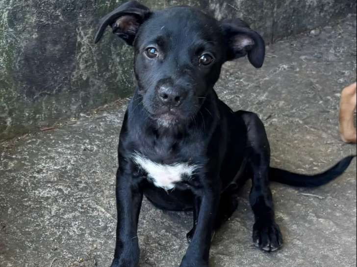 En attente d’un foyer : chiot femelle de 3 mois