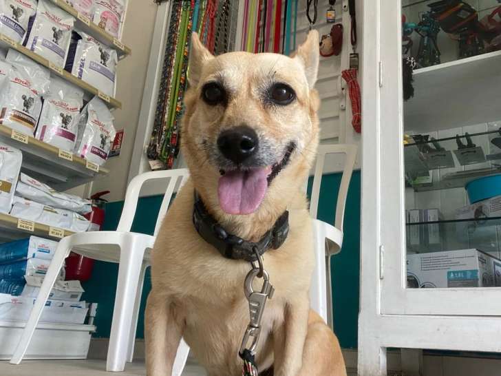 À accueillir : chienne de 6 ans