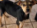 Disponible à l’adoption : chiot mâle de 3 mois