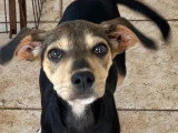 Disponible à l’adoption : chiot mâle de 3 mois