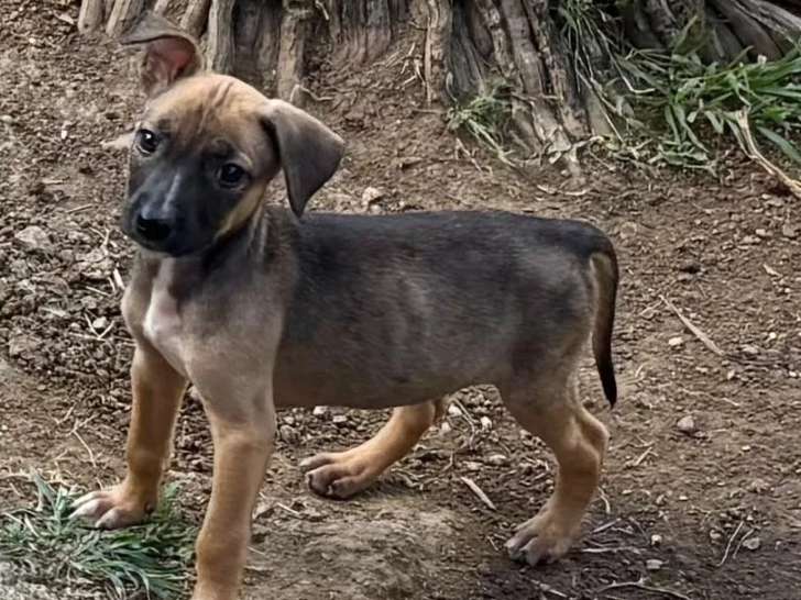 À adopter : chiot mâle de 2 mois au pelage fauve charbonné