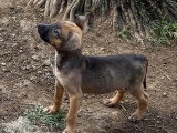 À adopter : chiot mâle de 2 mois au pelage fauve charbonné