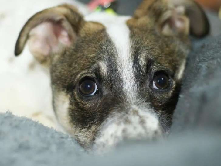 Prêt pour l’adoption : chiot mâle de 8 mois, calme et attachant