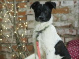 Adoption disponible : chiot mâle de 8 mois au pelage noir et blanc