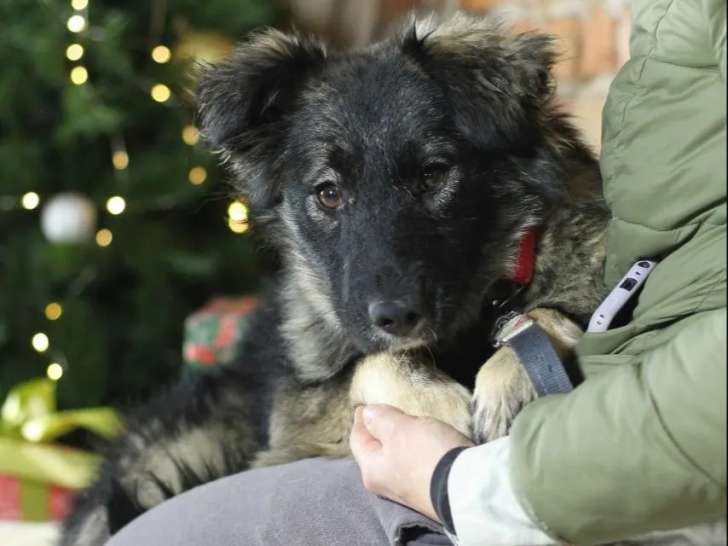 En attente d’un foyer : chienne d’un an au pelage noir et beige