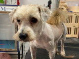 À adopter : chien de 3 ans au pelage beige