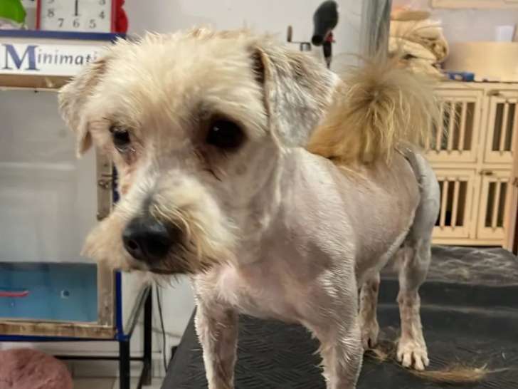 À adopter : chien de 3 ans au pelage beige
