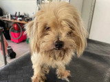 À adopter : chien de 3 ans au pelage beige