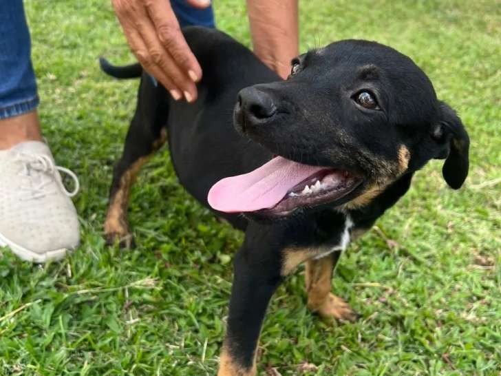 En quête d’un foyer : chiot mâle de 4 mois au pelage noir et feu