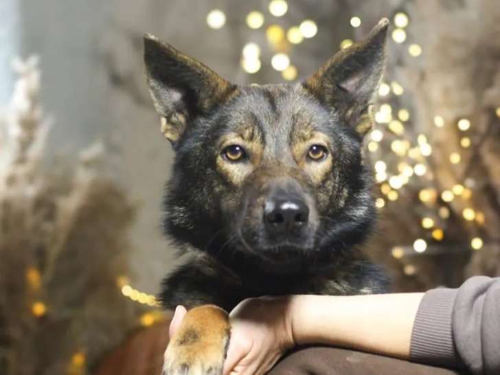 À accueillir : chien de 2 ans, curieux et intelligent