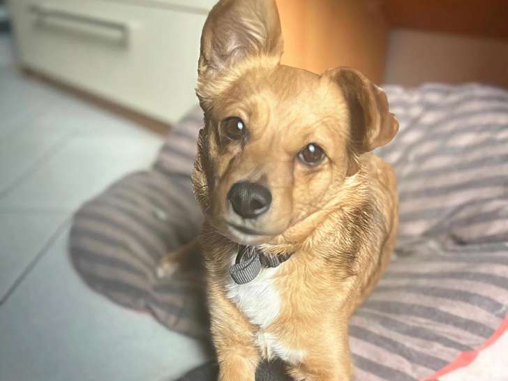 À la recherche d’une famille : chienne de 2 ans, calme et affectueuse