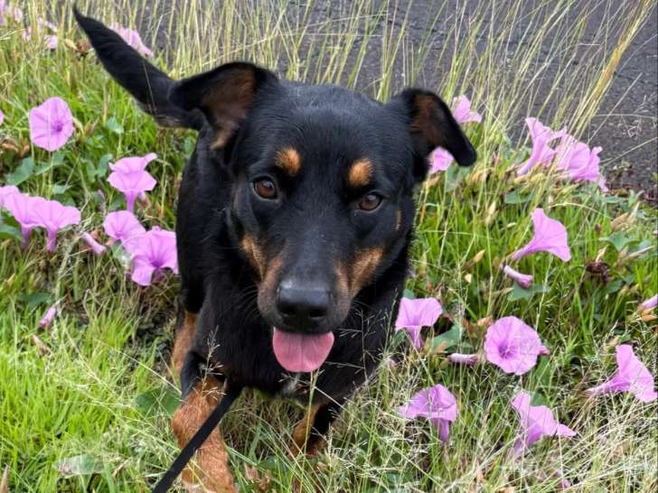 Adoption disponible : chien de 2 ans, sociable