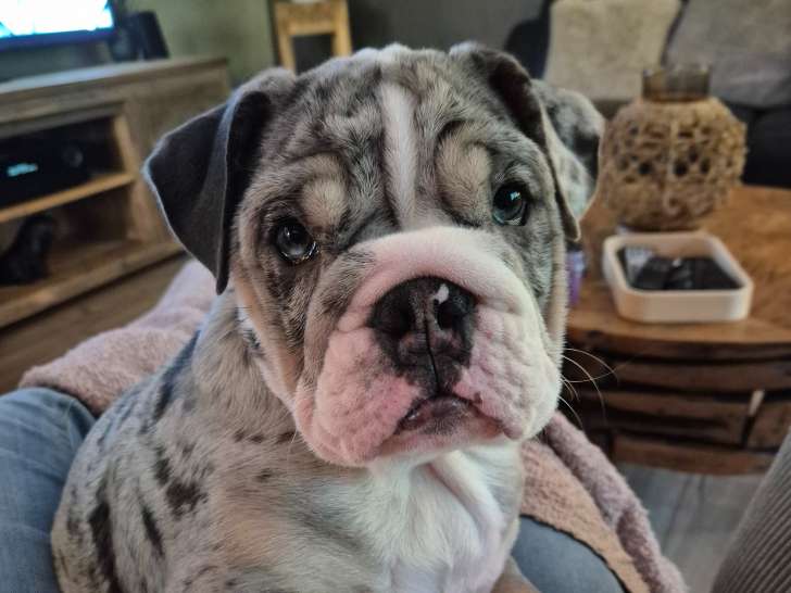 Chiot Bouledogue Anglais exotique merle silver grey à vendre