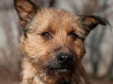 Disponible à l’adoption : chien de 4 ans au pelage marron