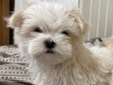 Mâle Bichon Maltais Chiot 3 mois LOF Disponible