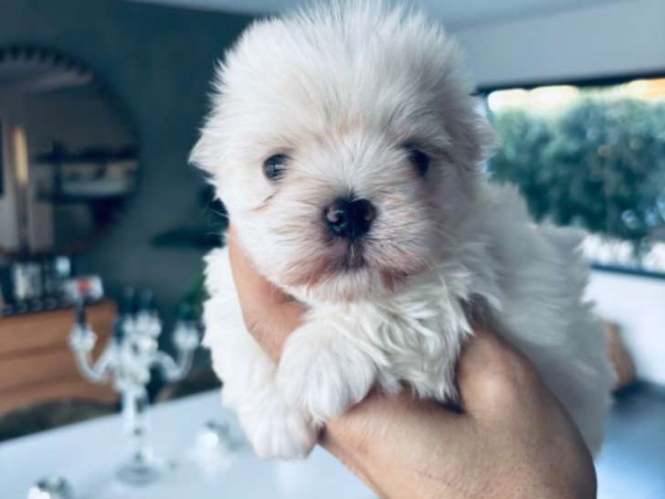 Disponibles 2 Chiots Bichon Maltais 2 Mois LOF Jet Set’s Blue Star