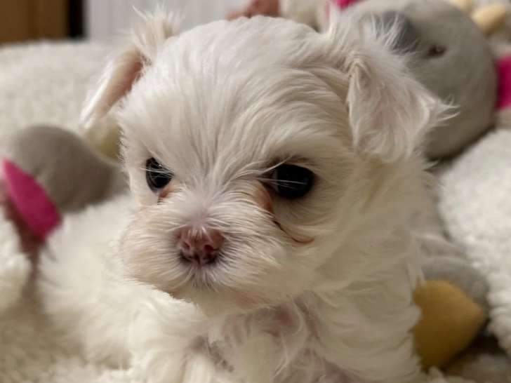 3 Chiots Mâles Bichon Maltais 2 Mois LOF Réservation