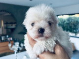 3 Chiots Mâles Bichon Maltais 2 Mois LOF Réservation