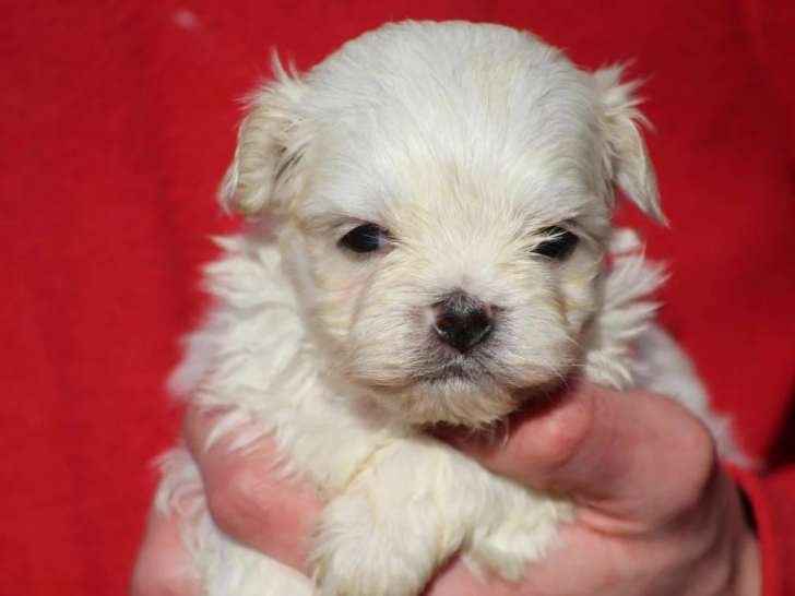 Chiot Mâle Bichon Maltais 2 Mois LOF Disponible