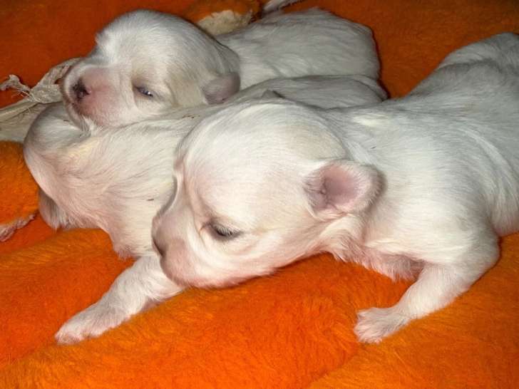 Chiots croisés à vendre (1 femelle & 1 mâle)