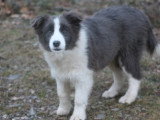 Chiot Femelle Border Collie 7 Mois LOF Disponible