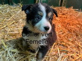 2 Femelles Border Collie 3 Mois LOF Disponibles