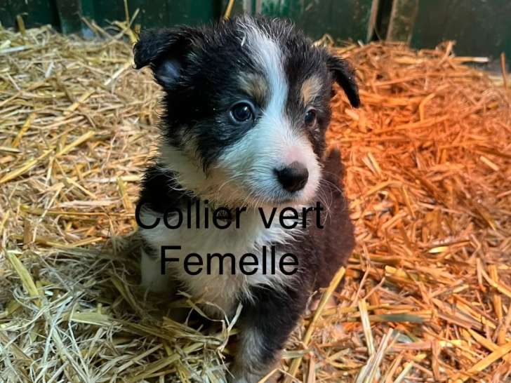 2 Femelles Border Collie 3 Mois LOF Disponibles
