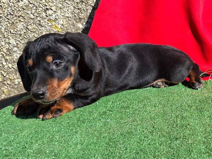 2 mâles Teckel non LOF à vendre, nés en janvier 2026