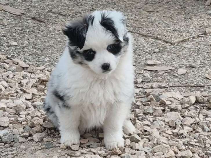 5 chiots Berger Américain à vendre, nés en décembre 2025