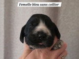 6 chiots Cocker Anglais LOF à réserver, 2 mâles et 4 femelles, nés en mars 2026