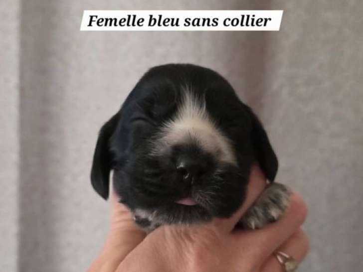 6 chiots Cocker Anglais LOF à réserver, 2 mâles et 4 femelles, nés en mars 2026