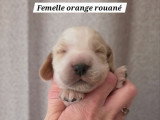 6 chiots Cocker Anglais LOF à réserver, 2 mâles et 4 femelles, nés en mars 2026