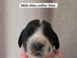 6 chiots Cocker Anglais LOF à réserver, 2 mâles et 4 femelles, nés en mars 2026