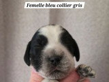 6 chiots Cocker Anglais LOF à réserver, 2 mâles et 4 femelles, nés en mars 2026