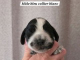 6 chiots Cocker Anglais LOF à réserver, 2 mâles et 4 femelles, nés en mars 2026