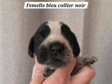 6 chiots Cocker Anglais LOF à réserver, 2 mâles et 4 femelles, nés en mars 2026