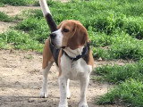 Mâle Beagle LOF disponible pour saillie