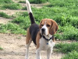 Mâle Beagle LOF disponible pour saillie