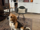 Mâle Beagle LOF disponible pour saillie
