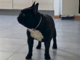 Mâle de type Bouledogue Français disponible pour saillie