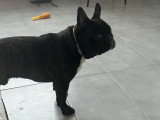 Mâle de type Bouledogue Français disponible pour saillie