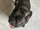 Mâle de type Bouledogue Français disponible pour saillie