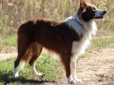 Chiots Border Collie non LOF à vendre