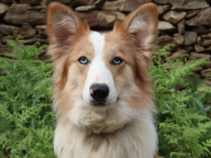 Chiots Border Collie non LOF à vendre