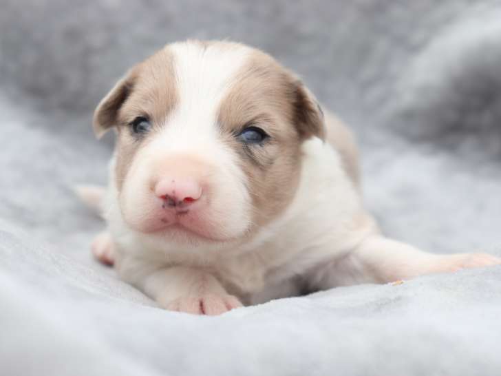 Chiots Border Collie non LOF à vendre
