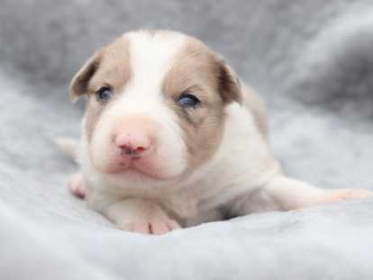 Chiots Border Collie non LOF à vendre
