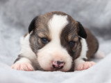 Chiots Border Collie non LOF à vendre
