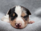 Chiots Border Collie non LOF à vendre
